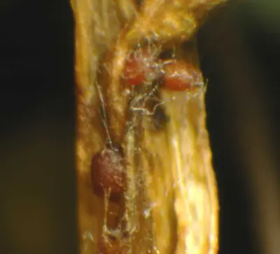 Rhizoctonia bulbil
