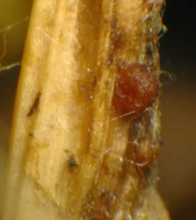 Rhizoctonia bulbil