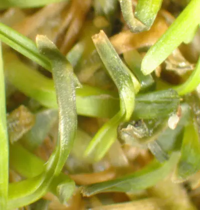 Bacterial wilt