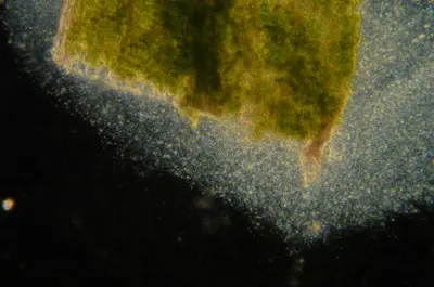 Bacterial wilt