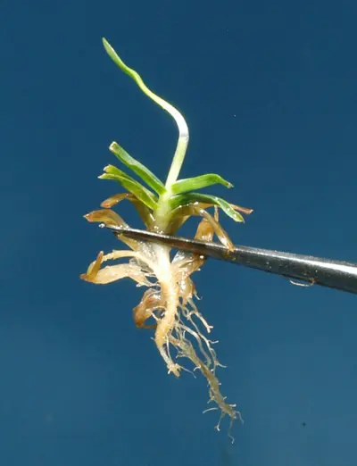 Poa etiolation