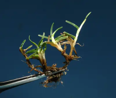 Poa etiolation