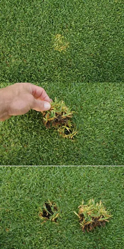 Billbug damage on kikuyugrass