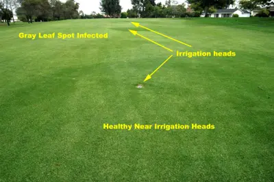 Gray leaf spot vs. soil moisture