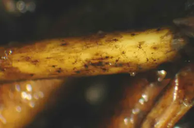 Spring dead spot