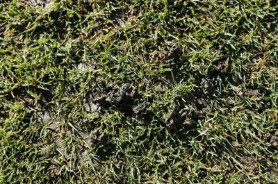 Earthworm castings