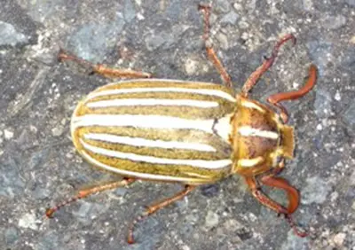 Ten lined June beetle