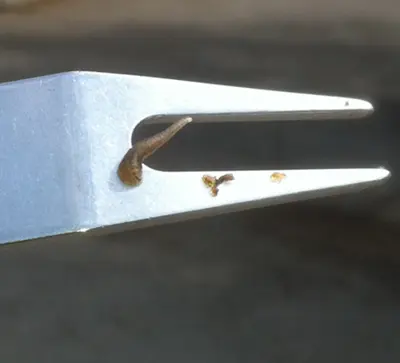 Flatworms