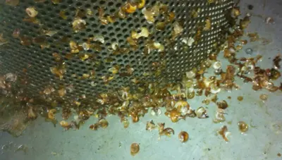 Freshwater snails