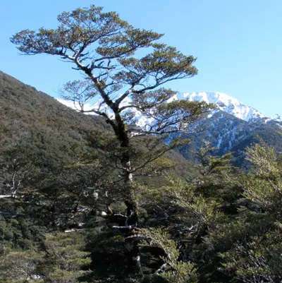 Arthurs Pass National Park, New Zealand