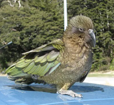 The kea