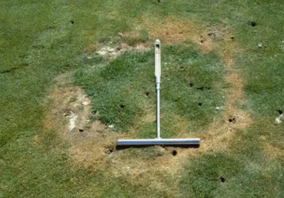 Type 1 Fairy ring on bentgrass fairway