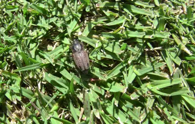 Billbug