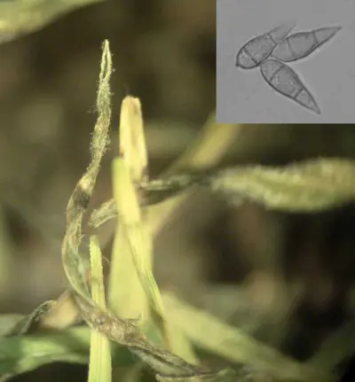Gray leaf spot on ryegrass