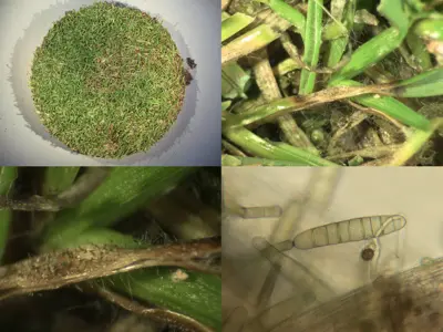 Leaf spot and melting out