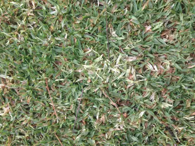 White leaf on kikuyugrass