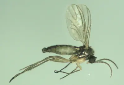 Fungus gnat adult