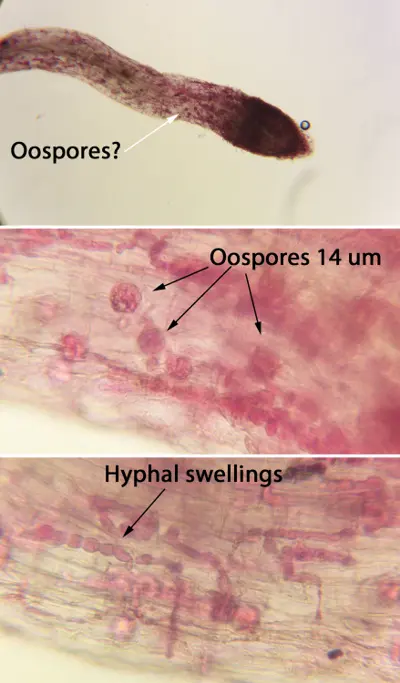 Dwarf poa