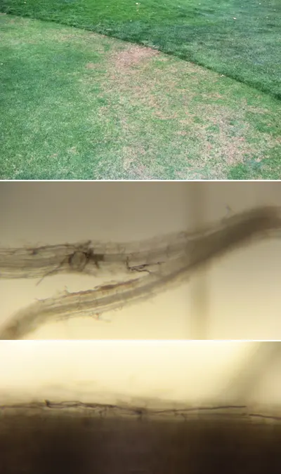 Summer patch on poa approach