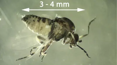 Black fly