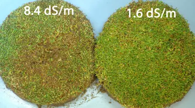 Salinity damage