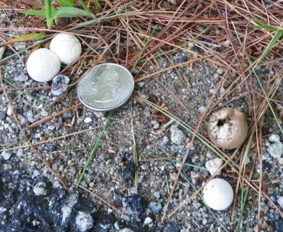 Puffballs