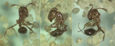 Southern fire ant