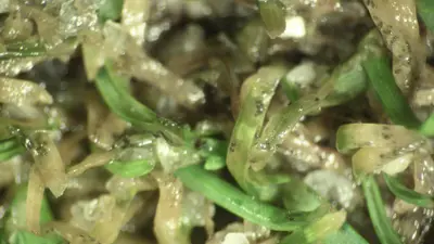 Anthracnose - post aeration