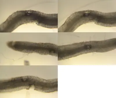 Root damage from nematode feeding.