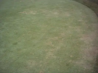 summer patch/ summer stress on Poa/Bent