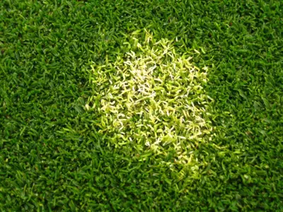 Poa White Leaf Phytoplasma