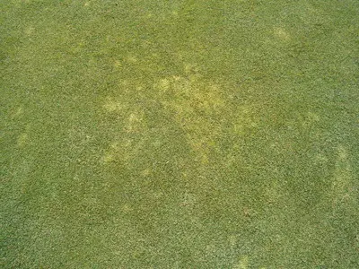 Algae (Cyanobacteria) and Poa White Leaf