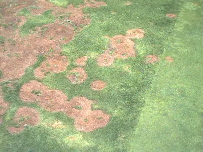 Southern Blight
