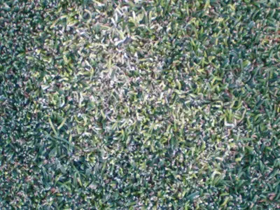 Up close of Poa White Leaf