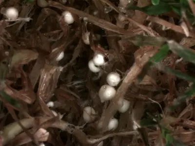 immature southern blight sclerotia