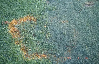 Brown patch