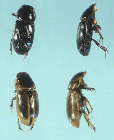 Black turfgrass ataenius