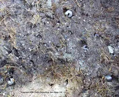 Black Turfgrass Ataenius