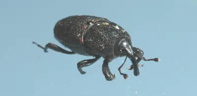 Phoenician billbug adult