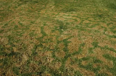 Thermal convection dormancy on kikuyugrass