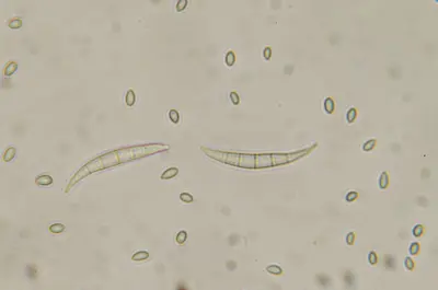 fusarium blight