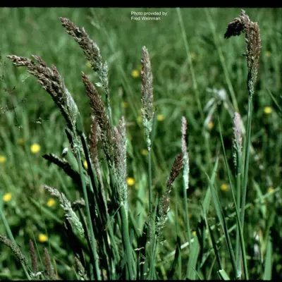 Holcus lanatus