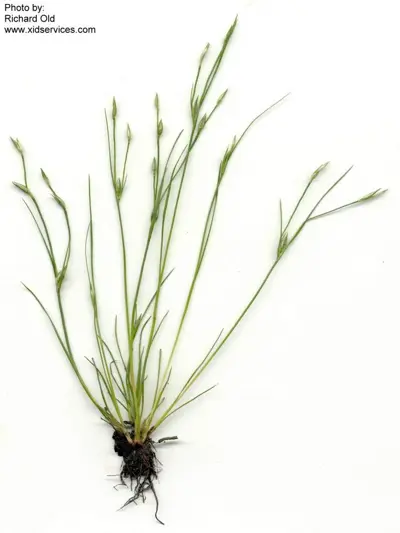 Juncus bufonius