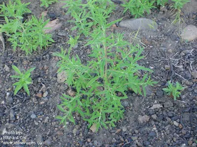 Kochia scoparia