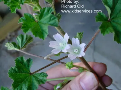 Malva neglecta