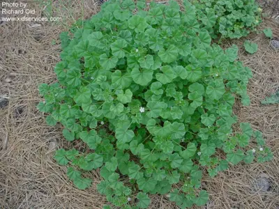 Malva neglecta