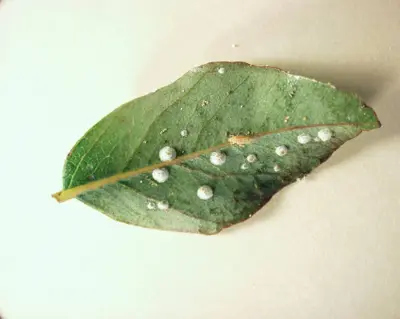 Red gum lerp psyllid
