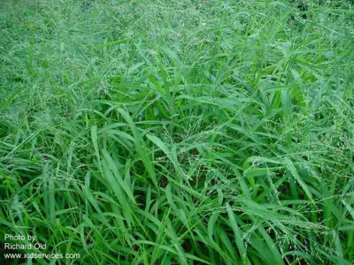 Panicum maximum