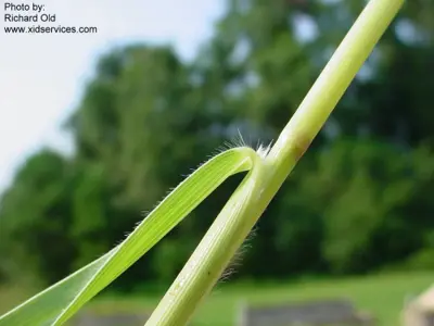 Panicum repens