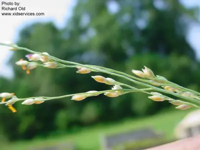 Panicum repens